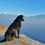 ペットの病気を知る（犬編）