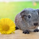 小動物の供養の為の専門火葬炉があります