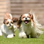 愛するペットとの永遠の絆 – 動物の霊園でつながる思い出