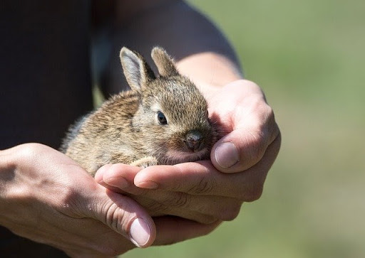 うさぎが死んだらどうする 突然死の真相や死後にできる供養方法とは 東京都のペット葬儀 ペット火葬なら大森ペット霊堂