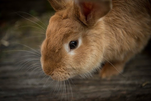 うさぎの火葬時間はどのくらいかかる 火葬後の納骨方法まで解説 東京都のペット葬儀 ペット火葬なら大森ペット霊堂