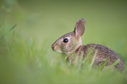 うさぎが死んだらどうする 突然死の真相や死後にできる供養方法とは 東京都のペット葬儀 ペット火葬なら大森ペット霊堂