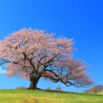 東京のペット樹木葬が人気!愛する家族と永遠に寄り添う方法