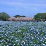 東京の動物霊園を知り尽くす – ペットの最期の別れを心に残す