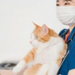 東京で愛猫の腎不全に立ち向かう!専門病院と食事療法のすべて