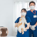 東京の猫ちゃん専門病院で猫の健康と幸せを守る