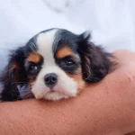 品川区で愛犬の命を守る!緊急時の動物病院選び完全ガイド