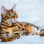 愛しのベンガルキャットへの最期のお別れ方 ～火葬を通じて心を癒す～