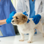 【愛犬のパテラ予防】最適な食べ物と生活習慣で膝関節を守る方法