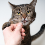 愛猫を守るために知っておきたい猫の死因ランキングTOP10と予防法